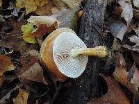 Cortinarius triumphans image