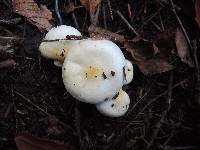 Hygrophorus chrysodon image