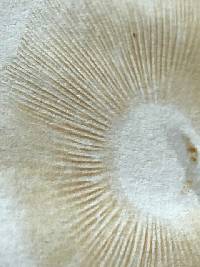 Gymnopilus luteofolius image