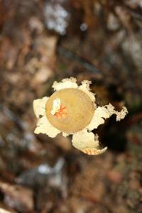 Calostoma lutescens image