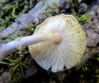 Lepiota cristata image