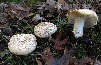 Russula ballouii image