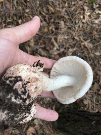 Amanita daucipes image