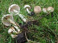 Inocybe sindonia image