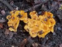 Cantharellus quercophilus image