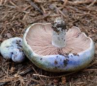 Lactarius paradoxus image