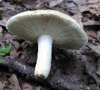 Russula ballouii image