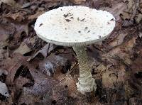 Amanita cokeri image