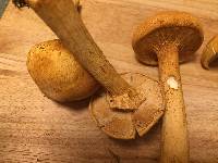 Phaeolepiota aurea image