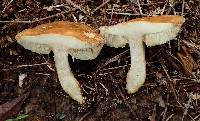 Leccinum longicurvipes image