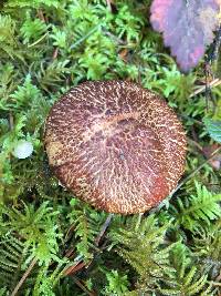 Suillus lakei image