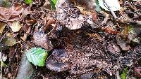 Russula nigricans image