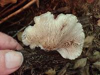 Crepidotus applanatus image