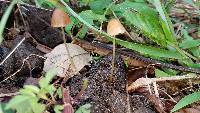 Conocybe coprophila image