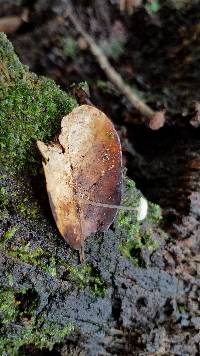 Mycena guzmanii image