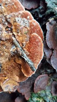 Earliella scabrosa image