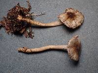 Inocybe phaeodisca image