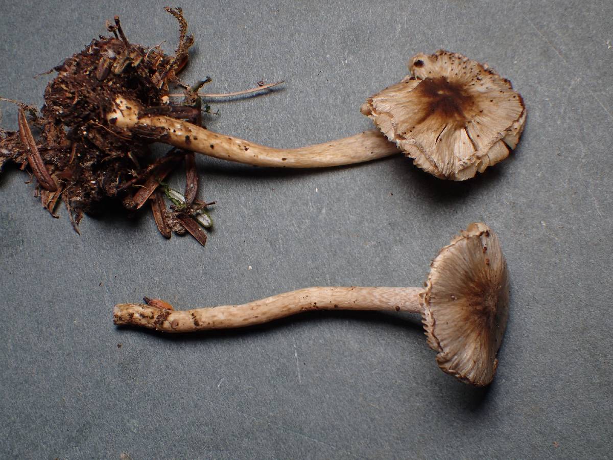Inocybe phaeodisca image