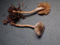 Inocybe phaeodisca image