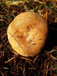 Lactarius rubrilacteus image