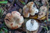 Russula pectinatoides image