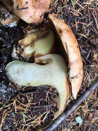 Suillus ponderosus image