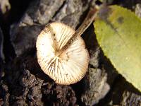 Rhizomarasmius pyrrhocephalus image