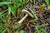 Amanita sect. Vaginatae image