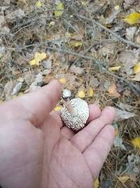 Tricholoma terreum image