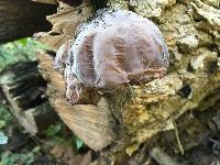 Auricularia angiospermarum image