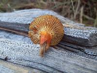 Hygrophorus speciosus image