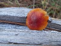 Hygrophorus speciosus image