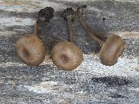 Myxomphalia maura image