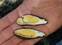 Chorioactis geaster image