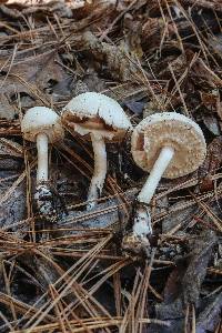 Agaricus placomyces image