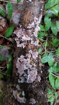 Punctularia atropurpurascens image