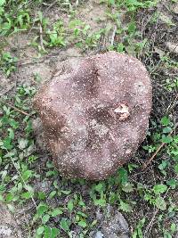 Calvatia cyathiformis image