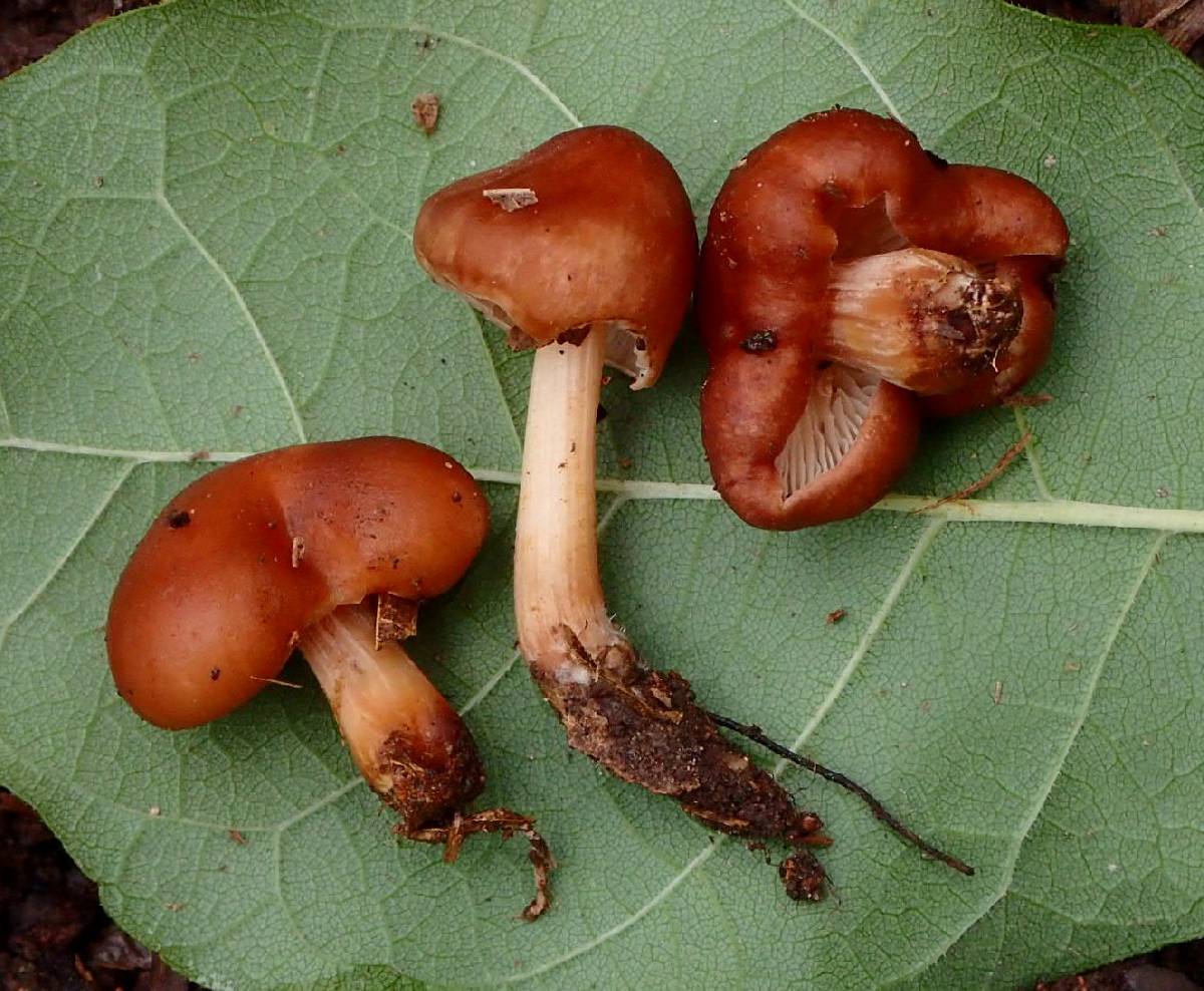 Caulorhiza hygrophoroides image