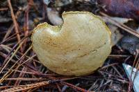 Suillus hirtellus image