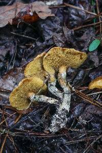 Suillus cothurnatus image