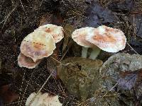 Rhodocollybia maculata image