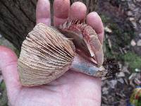 Lactarius subpurpureus image