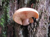 Lactarius vinaceorufescens image