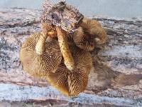 Pholiota limonella image