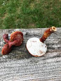 Ganoderma curtisii image