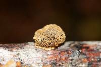 Gloeophyllum sepiarium image