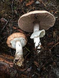 Agaricus subrufescentoides image