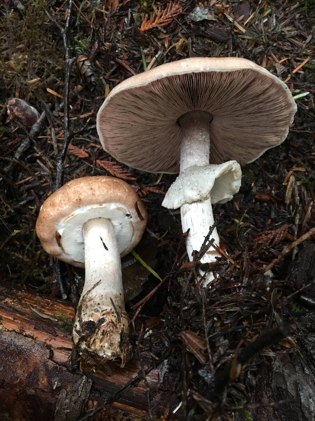 Agaricus subrufescentoides image