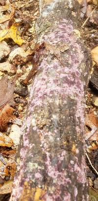 Phanerodontia chrysosporium image