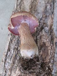 Laccaria ochropurpurea image
